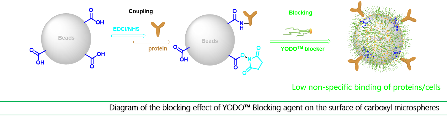 Diagram of the blocking effect of YODO Blocking agent on the surface of carboxyl microspheres