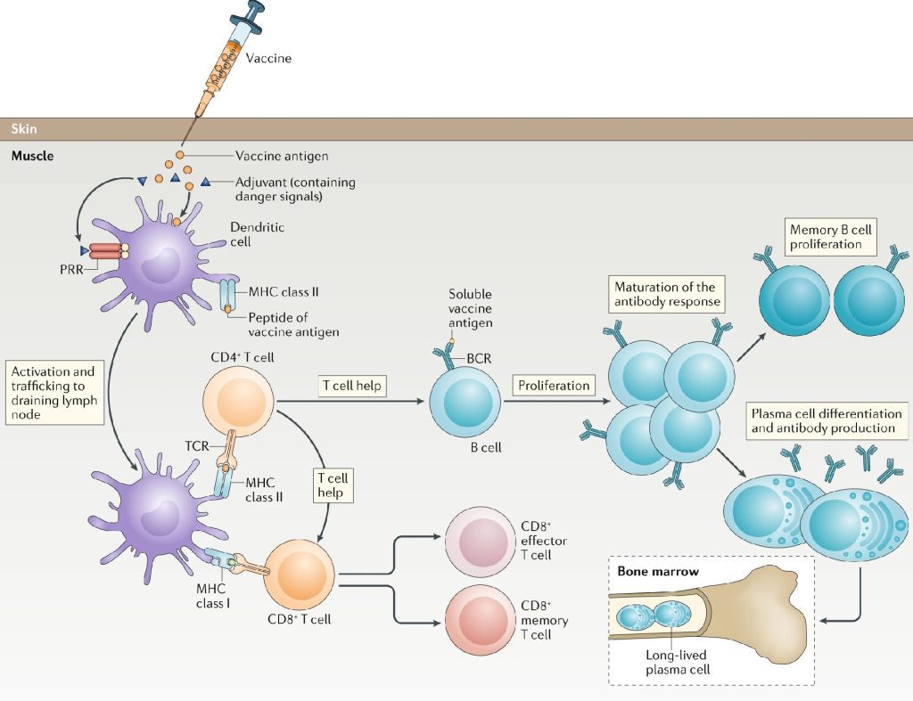 Image credit: DOI: 10.1074/jbc.REV120.010181