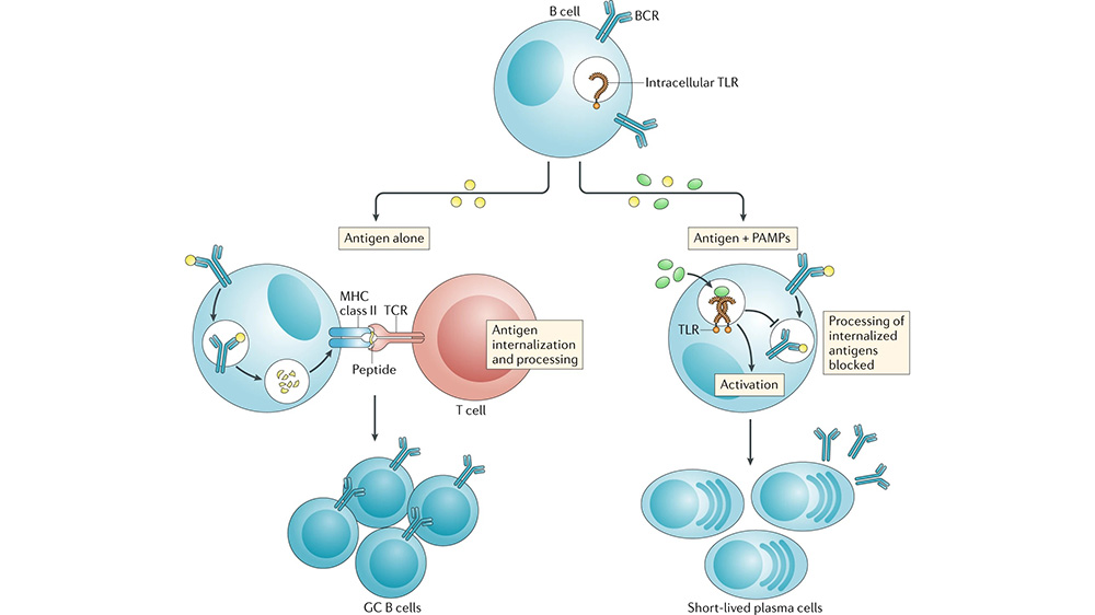 DOI： 10.1038/s41577-019-0244-2