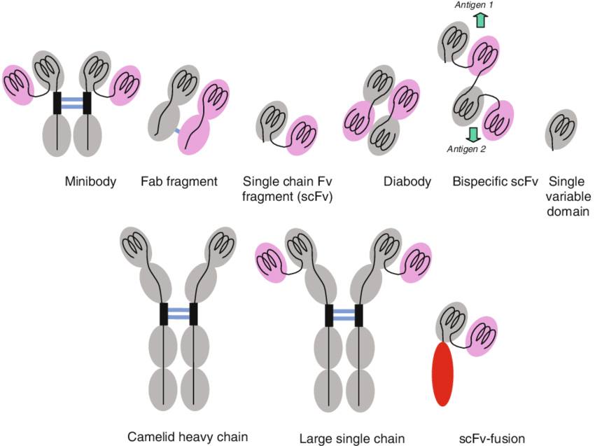 DOI： 10.1007/s00114-002-0400-5
