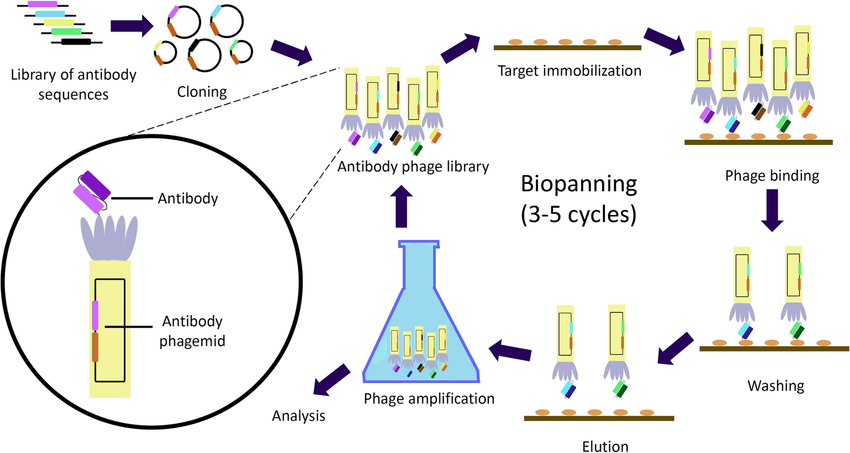 DOI：10.1007/s12265-021-10169-x