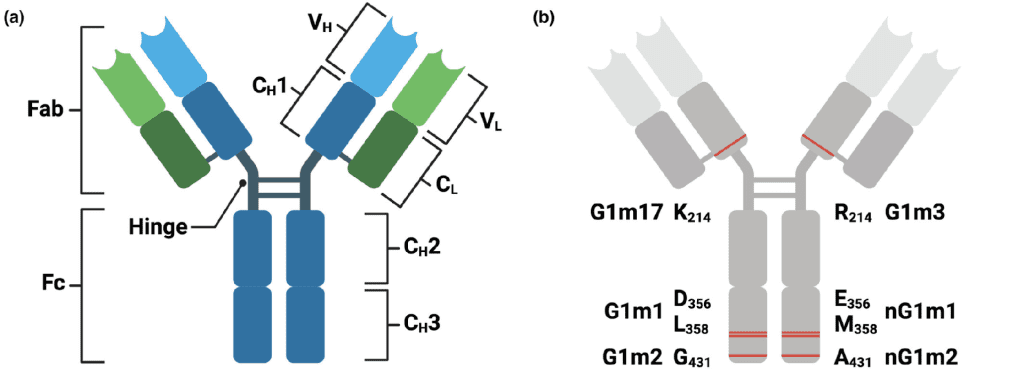 引起同种异型的 IgG 多态性位于 IgG1 的 CH1 和 CH3 区域内。DOI：10.1002/cti2.1494