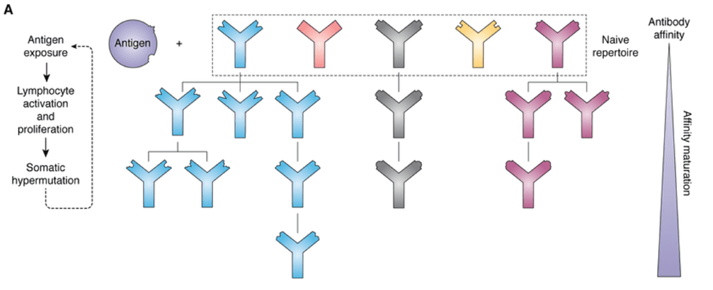 DOI:10.1074/jbc.REV120.010181