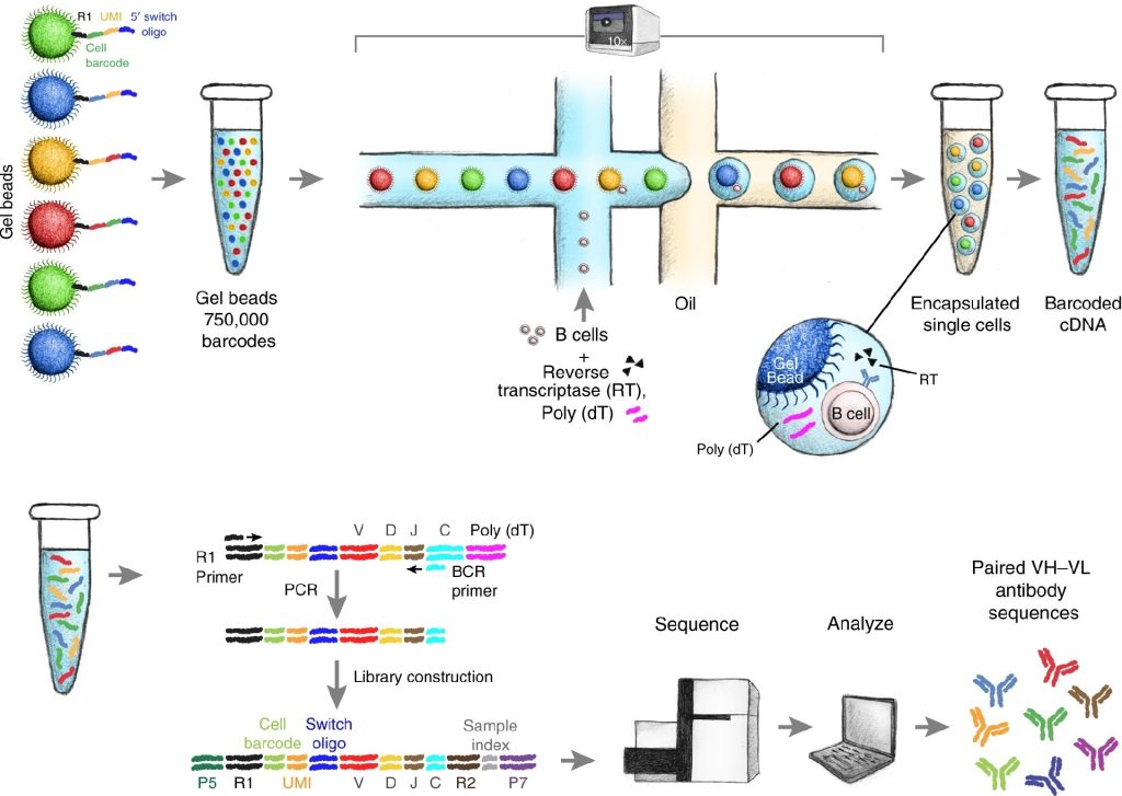 DOI：10.1038/s42003-019-0551-y